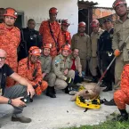 Onça-parda vista em bairro de Resende, no Sul Fluminense, mobiliza bombeiros