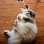 10 nomes ideais para gatos carinhosos