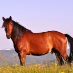 7 curiosidades interessantes sobre os cavalos
