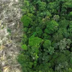 No Amazonas, 62% of logging is done illegally