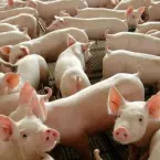 Custos para produ��o de frango e carne su�na subiram em novembro