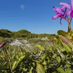 Inpe confirma redução de desmatamento na maioria dos biomas em 2024