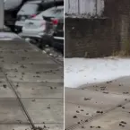Cal�ada de Nova York tomada por fezes de c�es viraliza