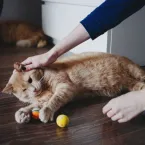 Gato arisco: 7 dicas para melhorar o comportamento do animal