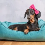 10 nomes criativos para cachorro inspirados em cores