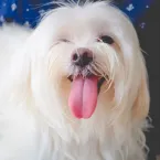 10 nomes criativos para cachorro inspirados em cores