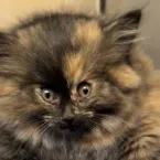 Gata comparada a um baiacu se recupera de condi��o rara