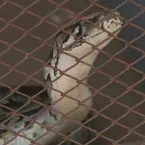 Mol�cula identificada em p�tons pode contribuir para novos tratamentos contra obesidade