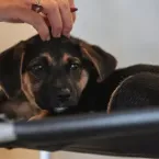 Lei define guarda compartilhada de pets; veja detalhes