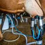 Agricultura familiar recebe R$ 450 milh�es para a cadeia do leite