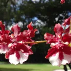 Orquídea Chocolate: como cultivar espécie que exala aroma doce pela casa