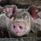 Fertilizante à base de dejetos suínos surge como alternativa aos fosfatados