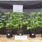 Fertilizante à base de dejetos suínos surge como alternativa aos fosfatados