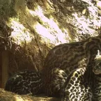 M�e animal: cuidado com os filhotes � igual em todas as esp�cies