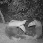 M�e animal: cuidado com os filhotes � igual em todas as esp�cies
