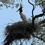 Casal de tuiuiús prepara ninho para a chegada dos filhotes no Pantanal