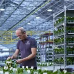 O mundo secreto e bilionário da criação de orquídeas