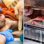 Nasce primeiro beb� orangotango macho criado em laborat�rio