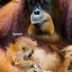 Nasce primeiro beb� orangotango macho criado em laborat�rio