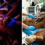 Nasce primeiro beb� orangotango macho criado em laborat�rio