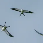 Aves que viajam longe voltam ao Pantanal para comer e se reproduzir