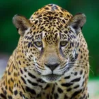 Onça-pintada é eleita o animal que melhor representa o Brasil