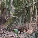 Mãe onça-pintada reaparece ferida com novo filhote no Pantanal
