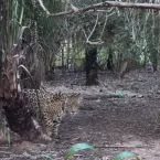 Mãe onça-pintada reaparece ferida com novo filhote no Pantanal