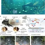 Cientistas criam roupa de mergulho para baratas respirarem debaixo d'�gua
