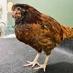 Galinha Pipi faz tratamento chinês para curar bico torto
