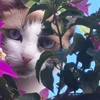 Gatinha Neide é a estrela do 'Amor animal'