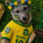 Jabuti vidente acerta e Brasil é eliminado da Copa do Mundo