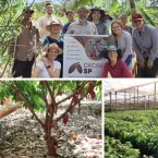 Dia do Chocolate: produção de cacau cresce com ajuda do governo