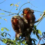 Macacos usam ponte suspensa para atravessar estrada com seguran�a em MT