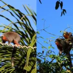 Macacos usam ponte suspensa para atravessar estrada com seguran�a em MT