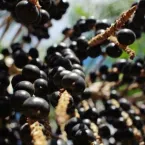 Frutas comuns no quintal ajudam a combater o envelhecimento; veja quais