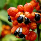 Frutas comuns no quintal ajudam a combater o envelhecimento; veja quais