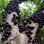 Frutas comuns no quintal ajudam a combater o envelhecimento; veja quais