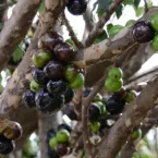 Frutas comuns no quintal ajudam a combater o envelhecimento; veja quais