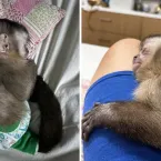Justiça manda Ibama devolver macaco Guerreiro até quarta-feira