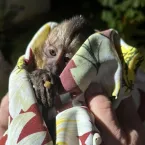 Justiça manda Ibama devolver macaco Guerreiro até quarta-feira