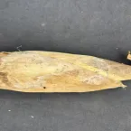 Fungo que estraga espigas de milho é encontrado em lavouras de Mato Grosso