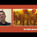 Inteligencia artificial e sensores melhoram criacao de porcos no Brasil