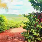 IHARA leva soluções para cana, soja e café na Coopercitrus Expo 2026