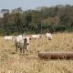 Nutri��o na seca: como manter o gado produtivo mesmo com pasto fraco