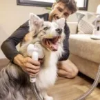 Dicas f�ceis para acabar com os pelos de pets pela casa