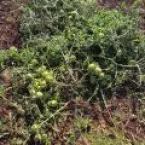 Chuva forte destrói pesquisa de tomates em São Paulo