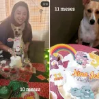 Cachorrinha adotada virou estrela e ganha festa de 'mesversário'