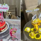 Cachorrinha adotada virou estrela e ganha festa de 'mesversário'