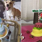 Cachorrinha adotada virou estrela e ganha festa de 'mesversário'